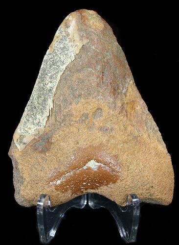 Bargain Moroccan Megalodon Tooth - #44144